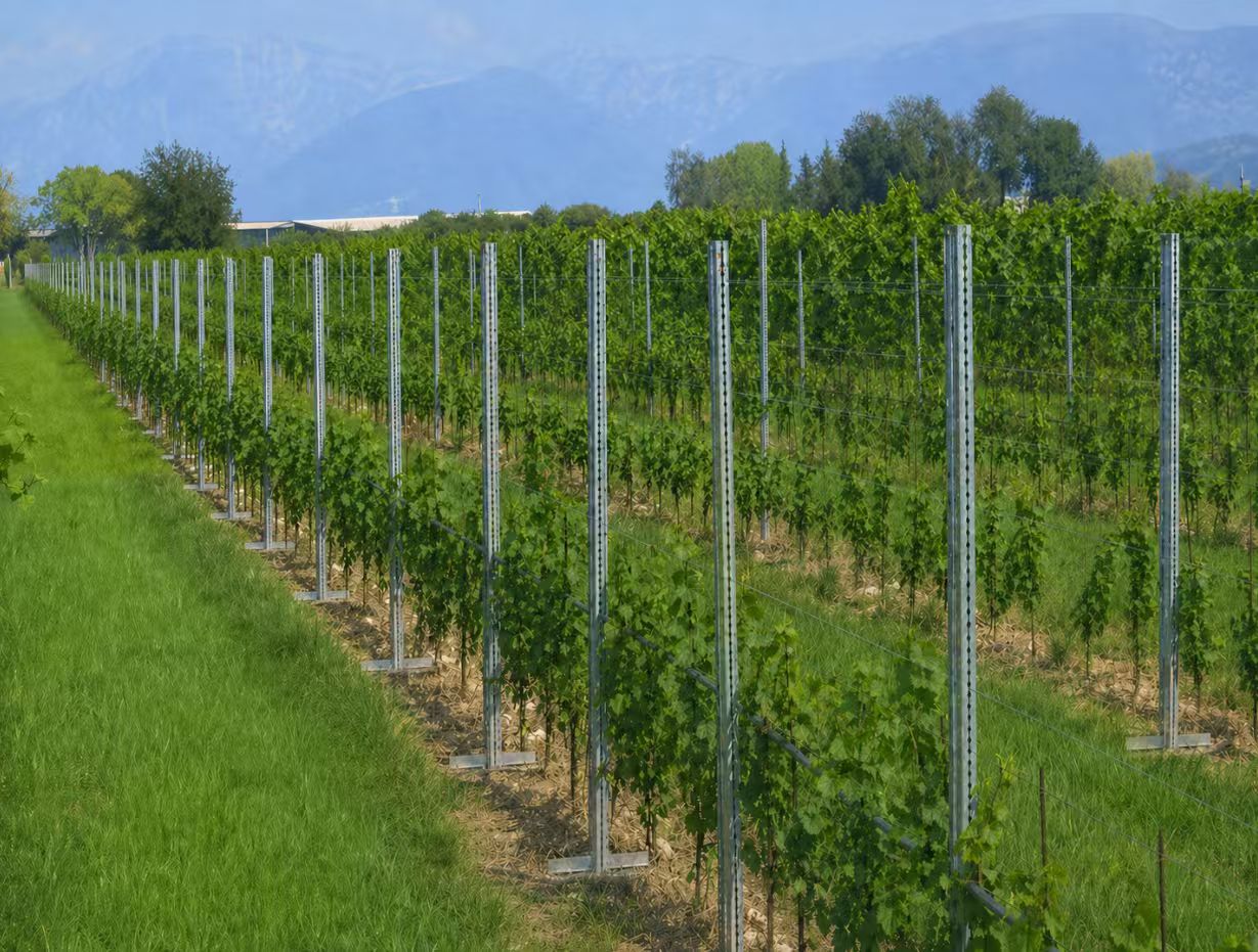 Table grape trellis systems Open gable trellis